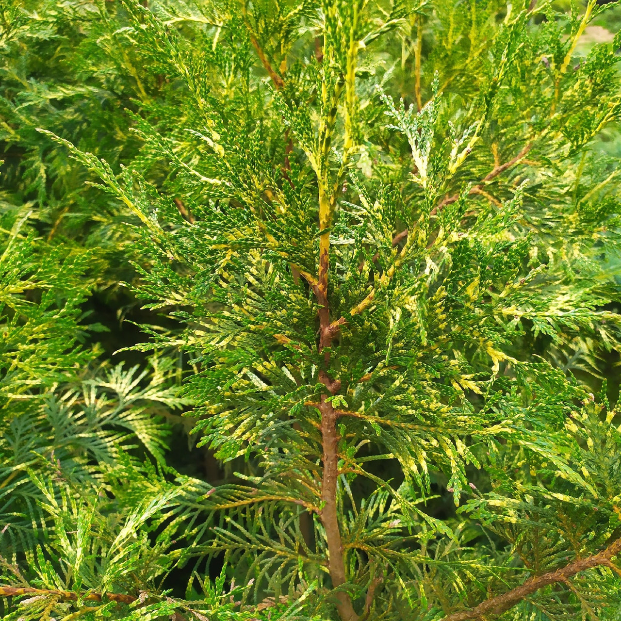 Туя складчатая "Зебрина" (Thuja plicata "Zebrina") С7,5 - фото 2 - id-p151834284