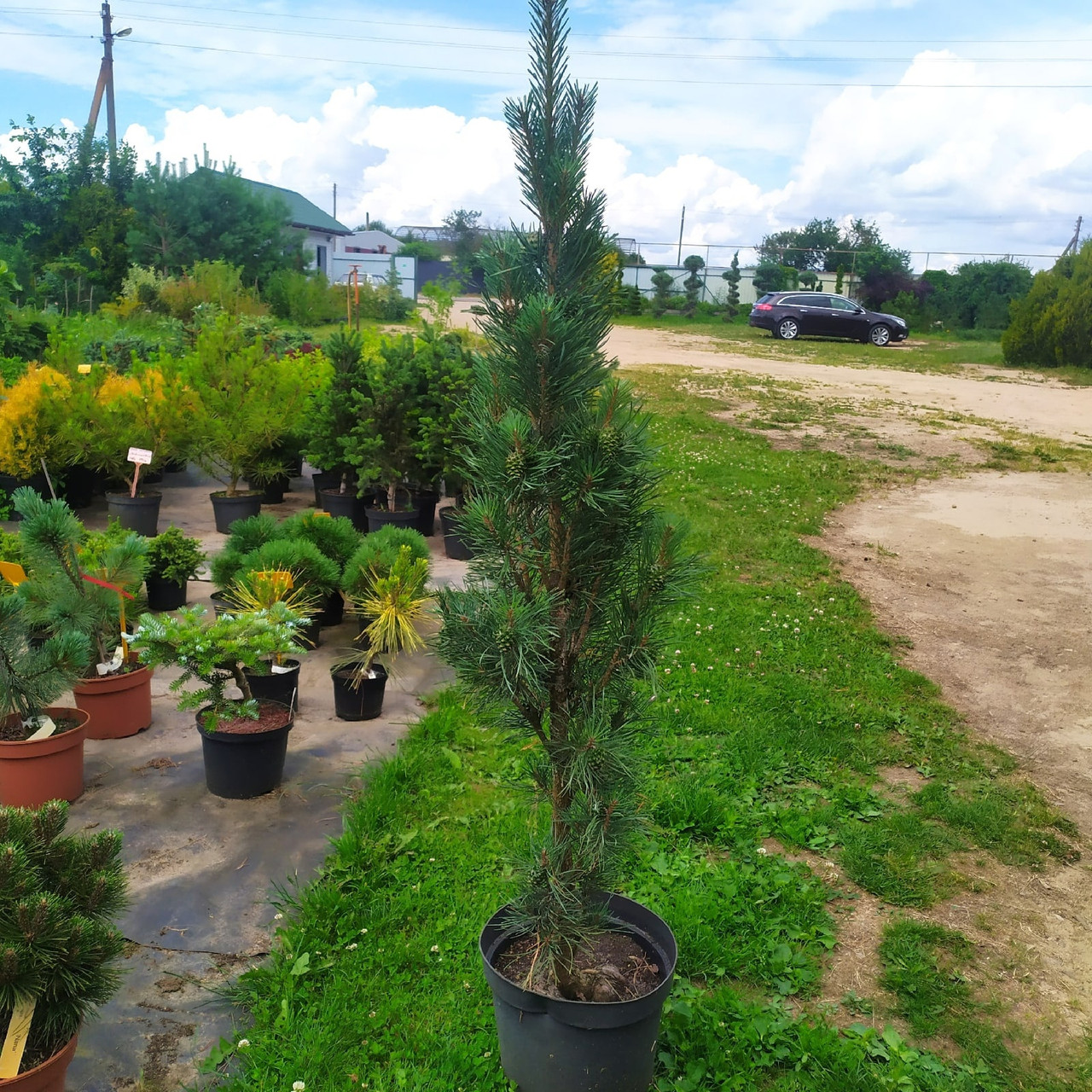 Сосна обыкновенная Фастигиата (Pinus sylvestris Fastigiata) С10 - фото 2 - id-p125905857