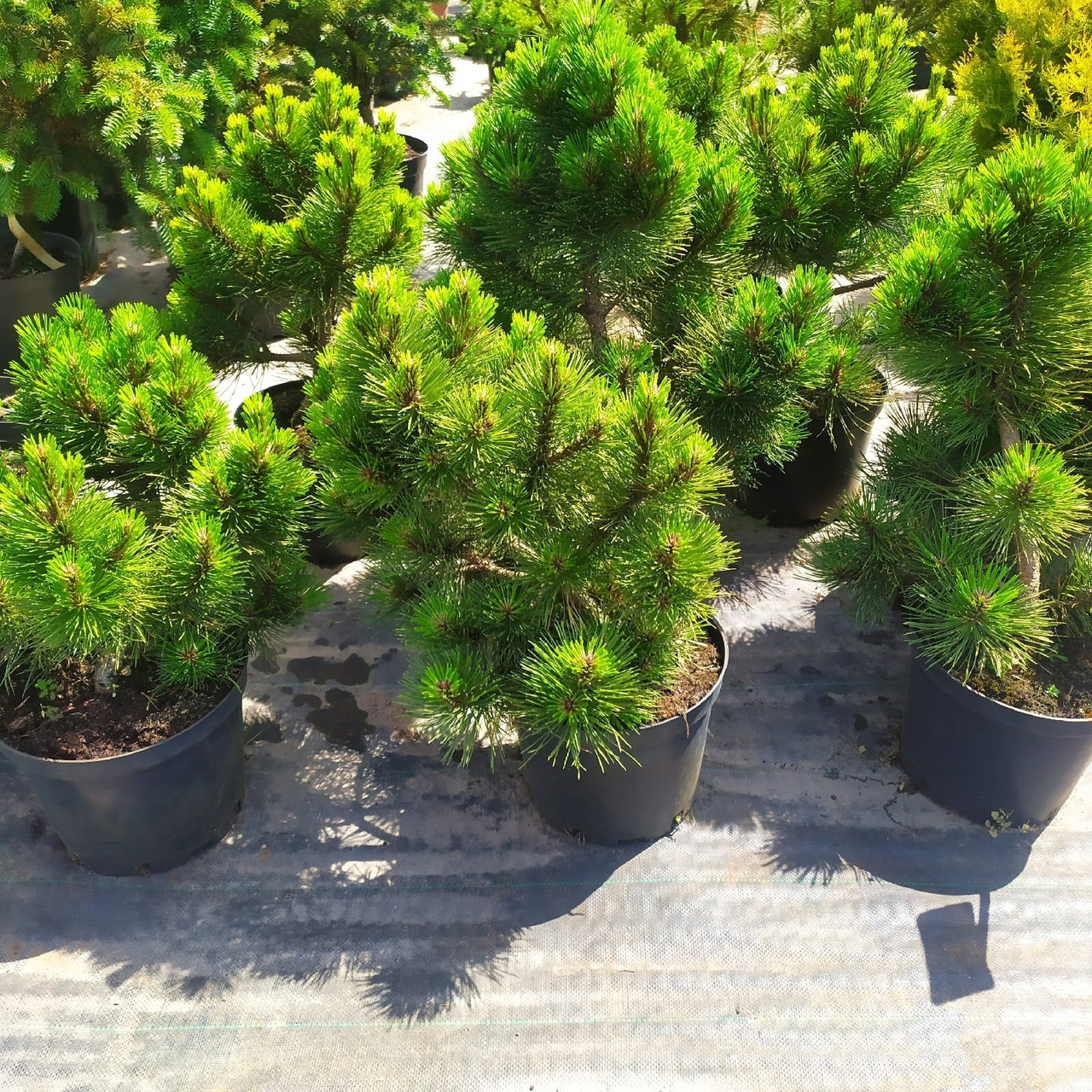 Сосна черная "Хорнибрукиана" (Pinus nigra Hornibrookiana) С5 - фото 2 - id-p148240942