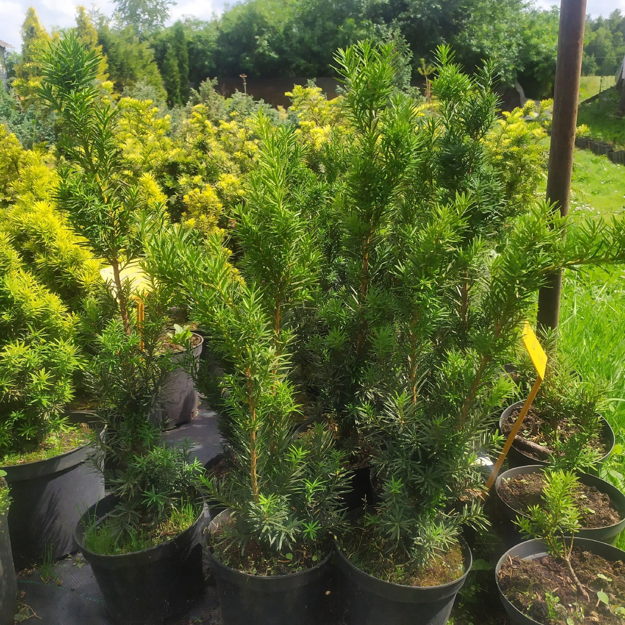 Тис средний "Hicksii" (Taxus x media) С2 - фото 1 - id-p73495299