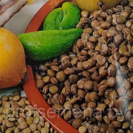 Чечевица, семена, 250шт, Польша, (апд) - фото 1 - id-p183869604