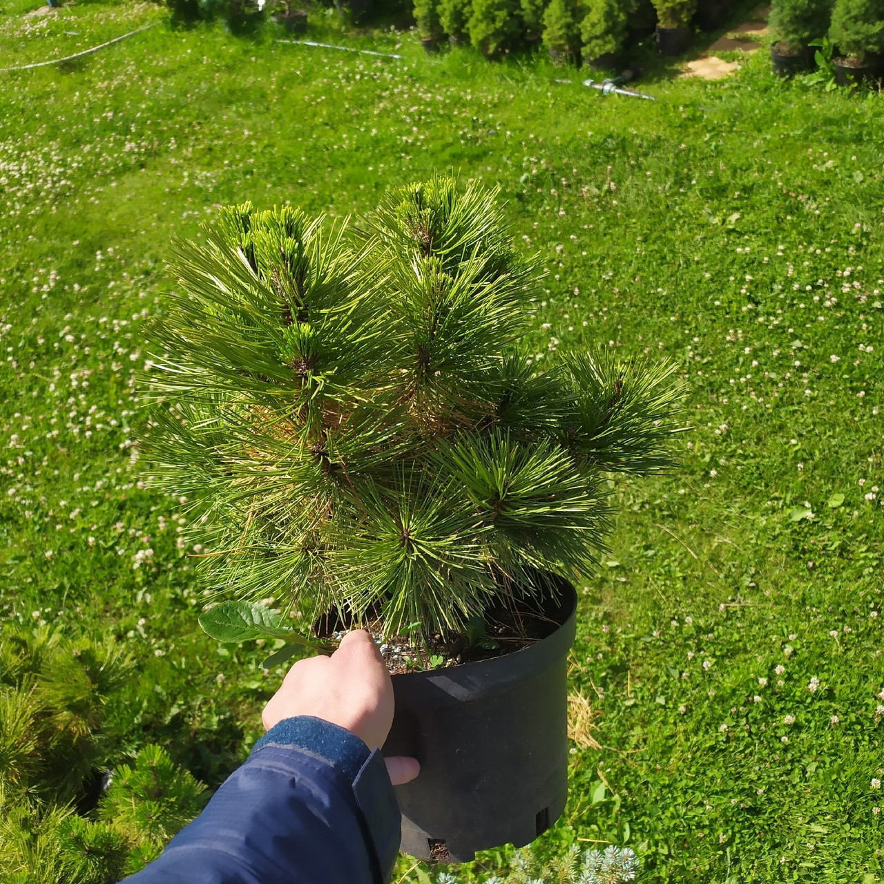 Сосна густоцветковая (Pinus densiflora) "Jane Kluis" С3 - фото 2 - id-p73501717