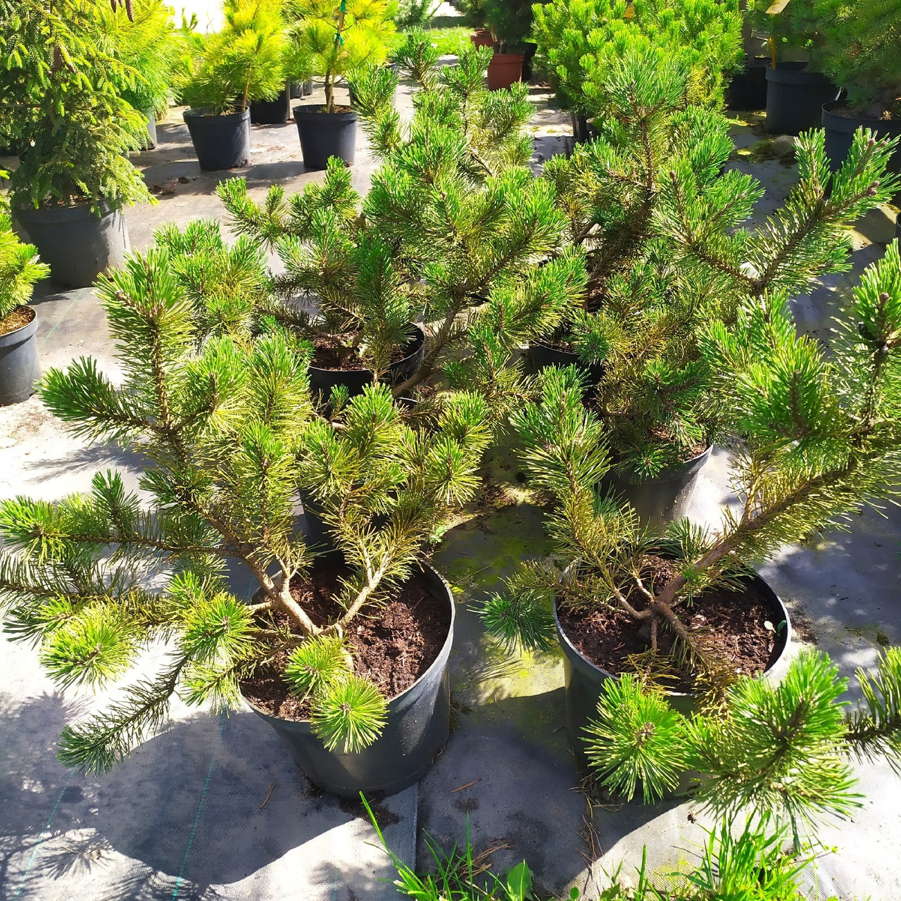 Сосна горная Хампи (Pinus mugo Humpy) C2 - фото 3 - id-p124941011