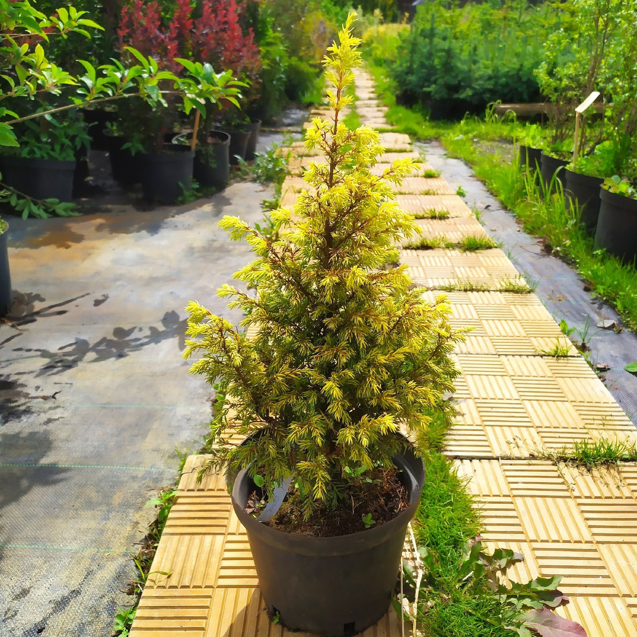 Можжевельник обыкновенный "Gold Cone" (Juniperus communis) С3 - фото 2 - id-p148223851