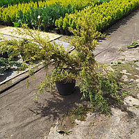 Можжевельник китайский "Kuriwao Gold" (Juniperus chinensis) С7,5