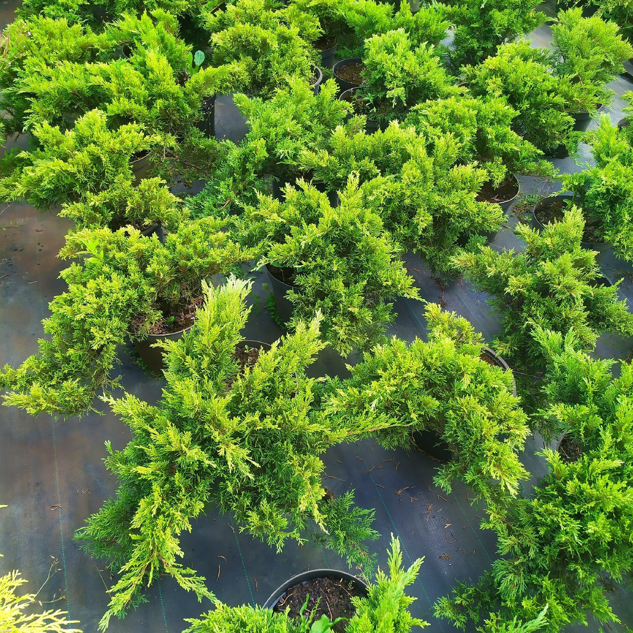 Можжевельник казацкий "Tamariscifolia" (Juniperus sabina) С7,5 - фото 2 - id-p73413433