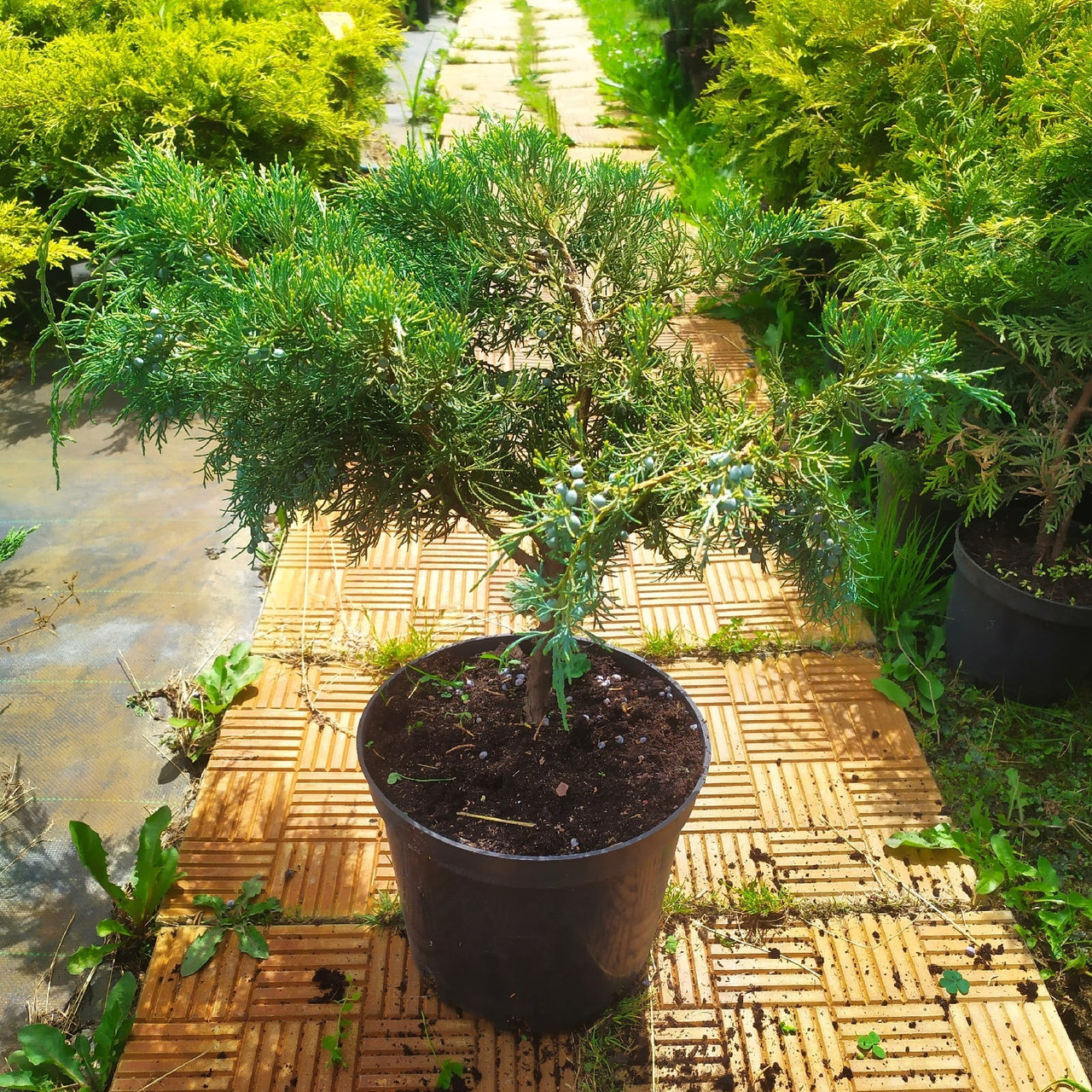 Можжевельник виргинский "Hetzii" (Juniperus virginiana) С5 - фото 2 - id-p148214793