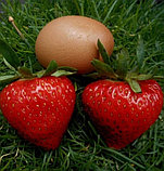 Клубника Аргентера (поздний сорт), фото 2