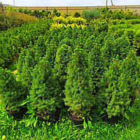 Ель сизая "Conica" (Picea glauca) С5 60-65см