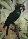 Картина Orlix Черный попугай / CA-12801