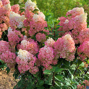 Гортензия метельчатая Sundae Fraise (Сандей Фрейз)
