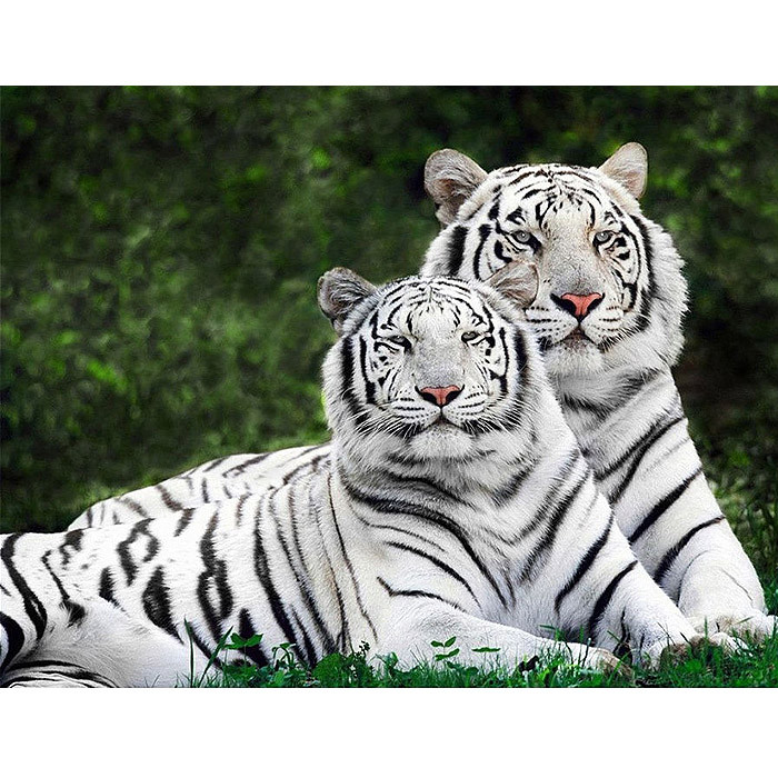 Алмазная живопись "Darvish" 40*50см Белые тигры, фото 1
