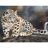 Алмазная живопись 40*50 см, дикий котенок