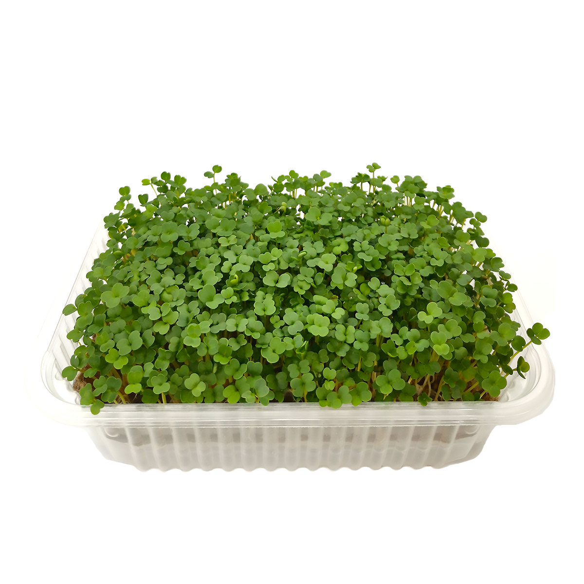 Набор для выращивания микрозелени 3 коврика + Кресс-салат, Пак-чой, Горох - фото 3 - id-p184372036