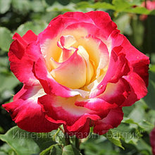 Роза чайно-гибридная Дабл Делайт, C3,5 горшок, Н25-45 высота, 1 шт, Лето 2022