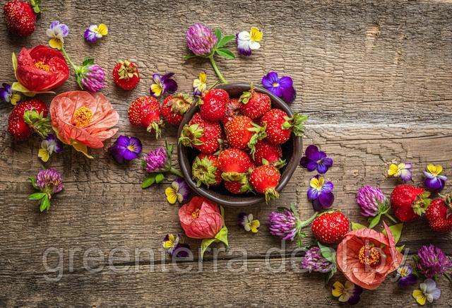 удобрение ГУМИ-ОМИ для РАССАДЫ овощи, ягоды, цветы 50 гр