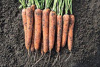 Морковь столовая свежая Норвей
