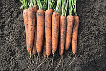 Морковь столовая свежая Норвей