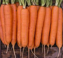 Морковь столовая свежая Элеганс