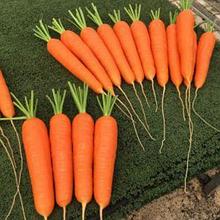 Морковь столовая свежая Октаво