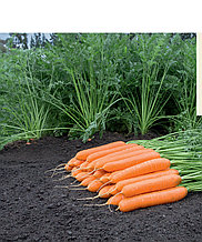 Морковь столовая свежая Натуна