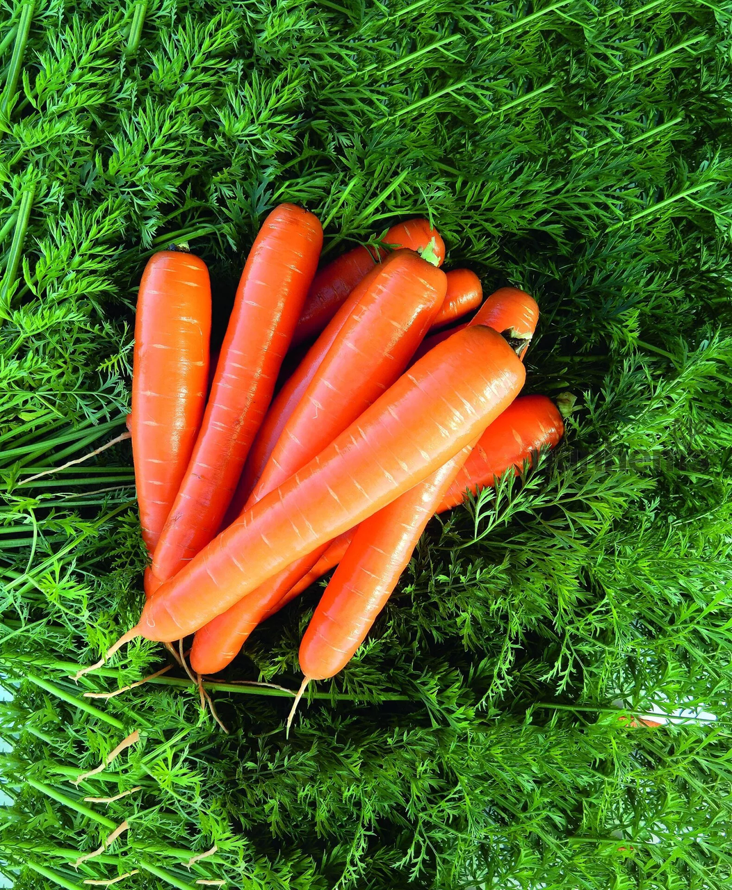 Морковь столовая свежая Брилианс - фото 1 - id-p184694455