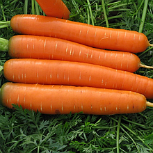 Морковь столовая свежая Сатурно
