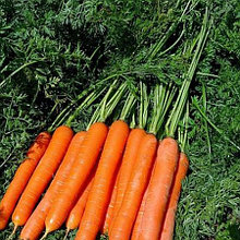 Морковь столовая свежая Спидо
