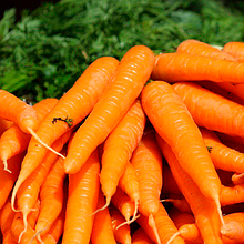 Морковь столовая свежая Навал