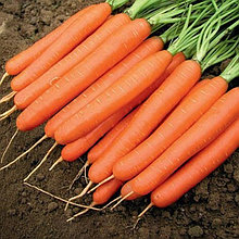 Морковь столовая свежая Романс