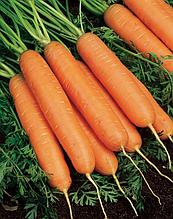 Морковь столовая свежая Дордонь