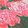 Алмазная живопись 50*65 см, розовый букет, фото 7