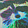 Алмазная мозаика (живопись) 40*50см -  Еноты, фото 3