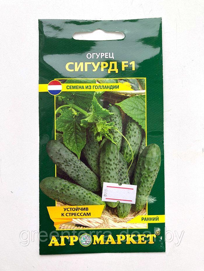 Огурец Сигурд F1 уп.(10 шт.) - фото 3 - id-p185001462