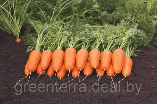 Морковь Флам 2 гр