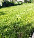 Семена Газонной травы Орнаментал, 10кг (Ornamental) DLF-Trifolium, фото 5