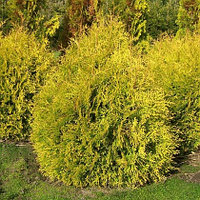 Туя западная Рейнгольд (Thuja occidentalis Rheingold) р9