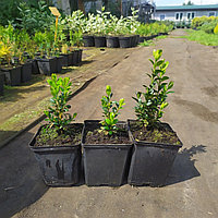 Самшит вечнозеленый (Buxus sempervirens) Р9