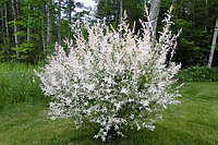 Ива цельнолистная Хакуро-Нишики (Salix Integra Hakuro-Nishiki) С2