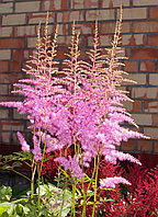 Астильба Арендса Аметист Astilbe x arendsii Amethyst