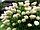 Гортензия метельчатая Грандифлора (Grandiflora), С3, фото 2