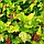 Пузыреплодник калинолистный Лютеус (Physocarpus opulifolius Luteus) 100-120см, фото 2
