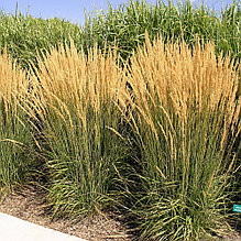 Вейник остроцветковый "Карл Форстер" (Karl Foerster), С3