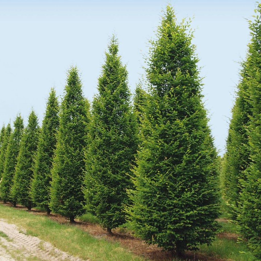 Граб обыкновенный (Carpinus betulus) 0.5-1.0 м, с2