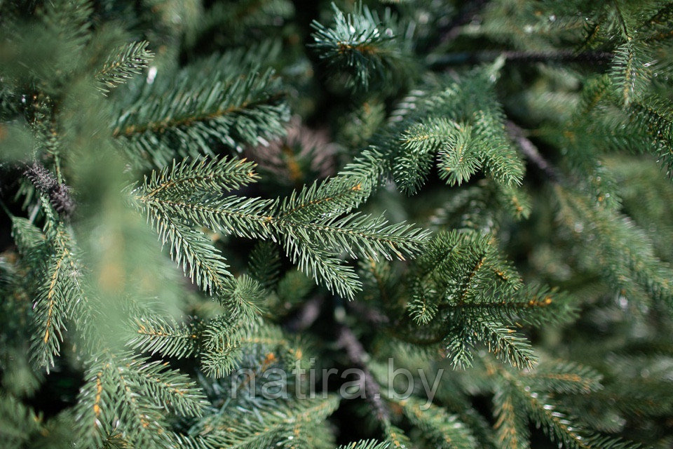 Ель интерьерная Финская 3м (литые ветки + хвоя пленка) Green Trees - фото 3 - id-p185422283