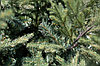 Ель интерьерная Финская 3м (литые ветки + хвоя пленка) Green Trees, фото 2