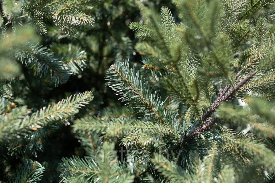 Ель интерьерная Финская 3м (литые ветки + хвоя пленка) Green Trees - фото 6 - id-p185422283