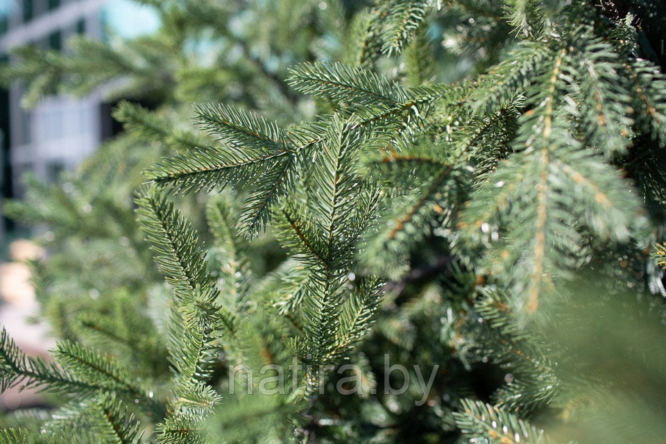Ель интерьерная Финская 4м (литые ветки + хвоя пленка) Green Trees - фото 5 - id-p185423271