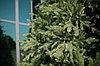 Ель интерьерная Финская 4м (литые ветки + хвоя пленка) Green Trees, фото 3