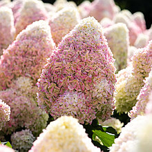 Гортензия метельчатая "Саммер Лав" (Summer Love), С3